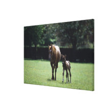Horses - Thoroughbred, Mare And Foal, Canvas Print