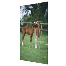 Horses - Thoroughbreds, Foals, Stretched Canvas Prints