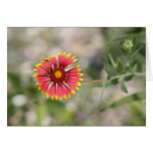 Hot Daisy Greeting Card