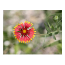 Hot Daisy Postcards