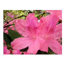 Hot Pink Azaleas Post Card