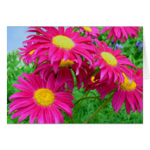 Hot Pink Daisies Card