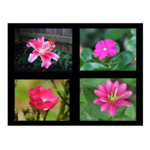 Hot pink Flowers Post Card