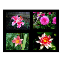 Hot pink Flowers Post Cards