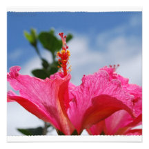Hot Pink Hibiscus Announcements