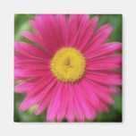 Hot Pink Painted Daisy Refrigerator Magnet