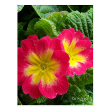 Hot Pink Yellow Primroses Postcard