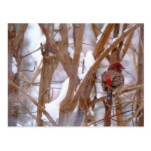 House Finch in Winter Scene Post Cards