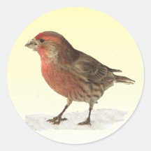 House Finch Round Stickers