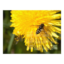 Hoverflies on Dandelions; 2013 Calendar Photographic Print