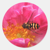 Hoverfly and Rosa Mundi Round Sticker