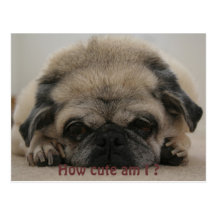How Cute am I Post Cards