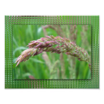 How the Grass Grows Photo Print