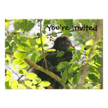 Howler Monkey Picture Announcements