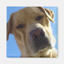 Huh? Fridge Magnet