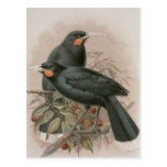 Huia Postcards