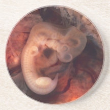 Human Embryo 7th Week of Pregnancy 5th Peek P.O. Beverage Coaster