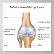 Human knee joint anatomy Poster