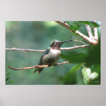 Hummer Kiss Print