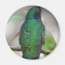Humming Bird Magnet