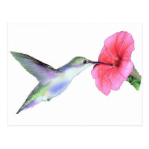 Humming Bird Postcard