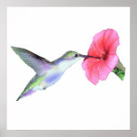 Humming Bird Poster