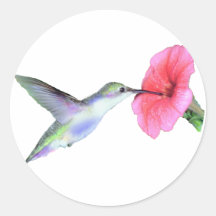 Humming Bird Stickers