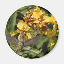 Humming Birds Magnet