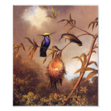 Hummingbird Family Print Photograph