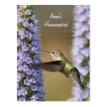 Hummingbird Flower Custom Postcard