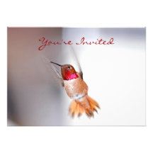 Hummingbird Flying Photo Custom Announcements