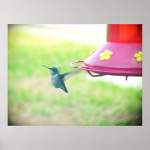 Hummingbird Flying Posters