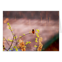 Hummingbird in Rain Shower Card