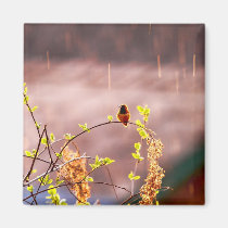 Hummingbird in Rain Shower magnets