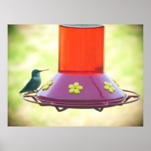 Hummingbird On Feeder Poster
