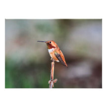 Hummingbird Photo Personalised Invite