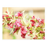 Hummingbird Postcard