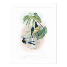 Hummingbird Postcard