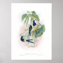 Hummingbird Posters