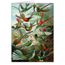 Hummingbird (Trochilidae) by Haeckel Card