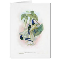 Hummingbirds Greeting Card
