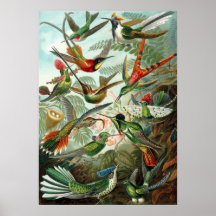 Hummingbirds Print