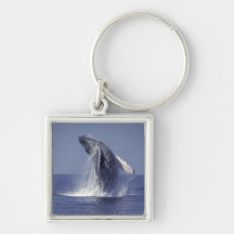 Humpback whale breaching (Megaptera Key Chain