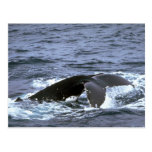 Humpback whale postcards