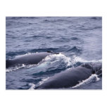 Humpback whale postcards