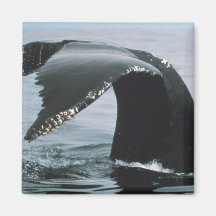 Humpback Whale Tail Fridge Magnets
