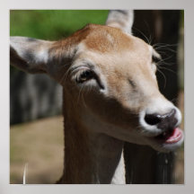 Hungry Deer Poster