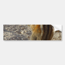 Hungry Squirrel Bumper Sticker
