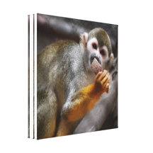Hungry Squirrel Monkey Canvas Print
