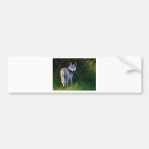 Husky Bumper Stickers